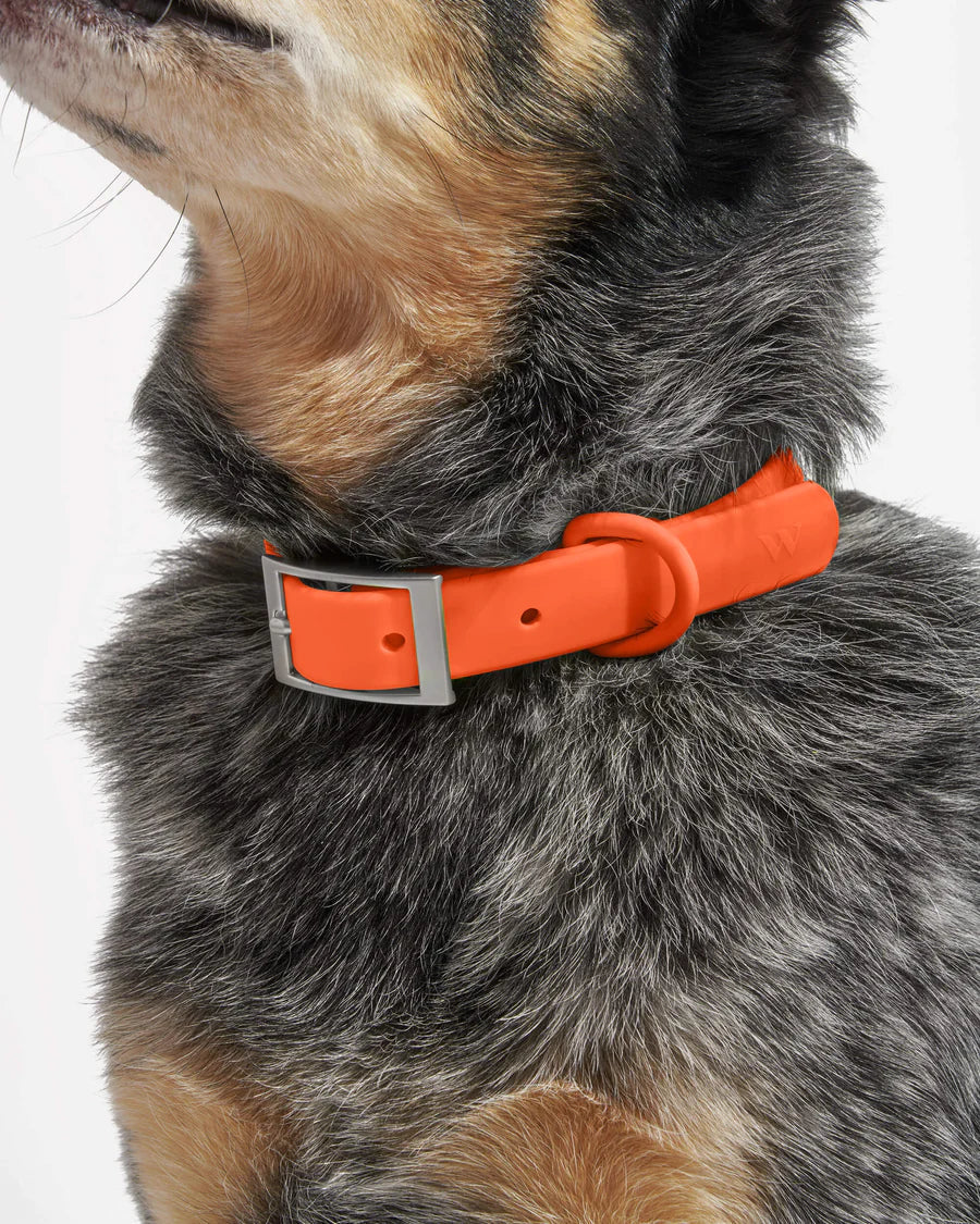 Wild One Collar - Blaze
