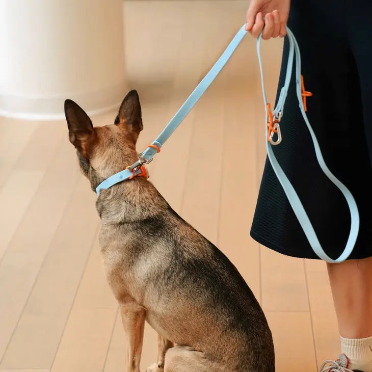 Approved by Fritz - Baby Blue/Orange Collar