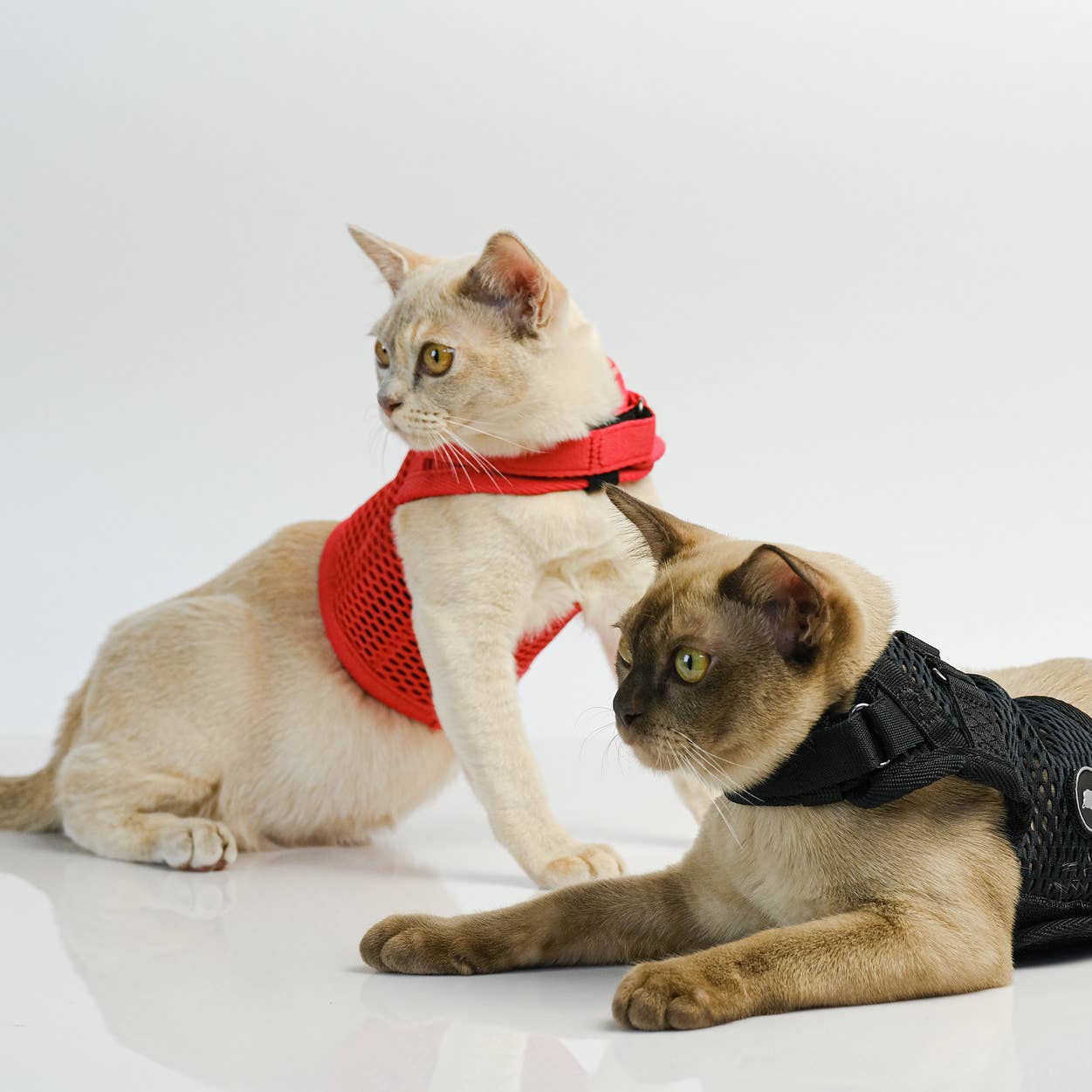 Sleepypod Martingale Cat Harness