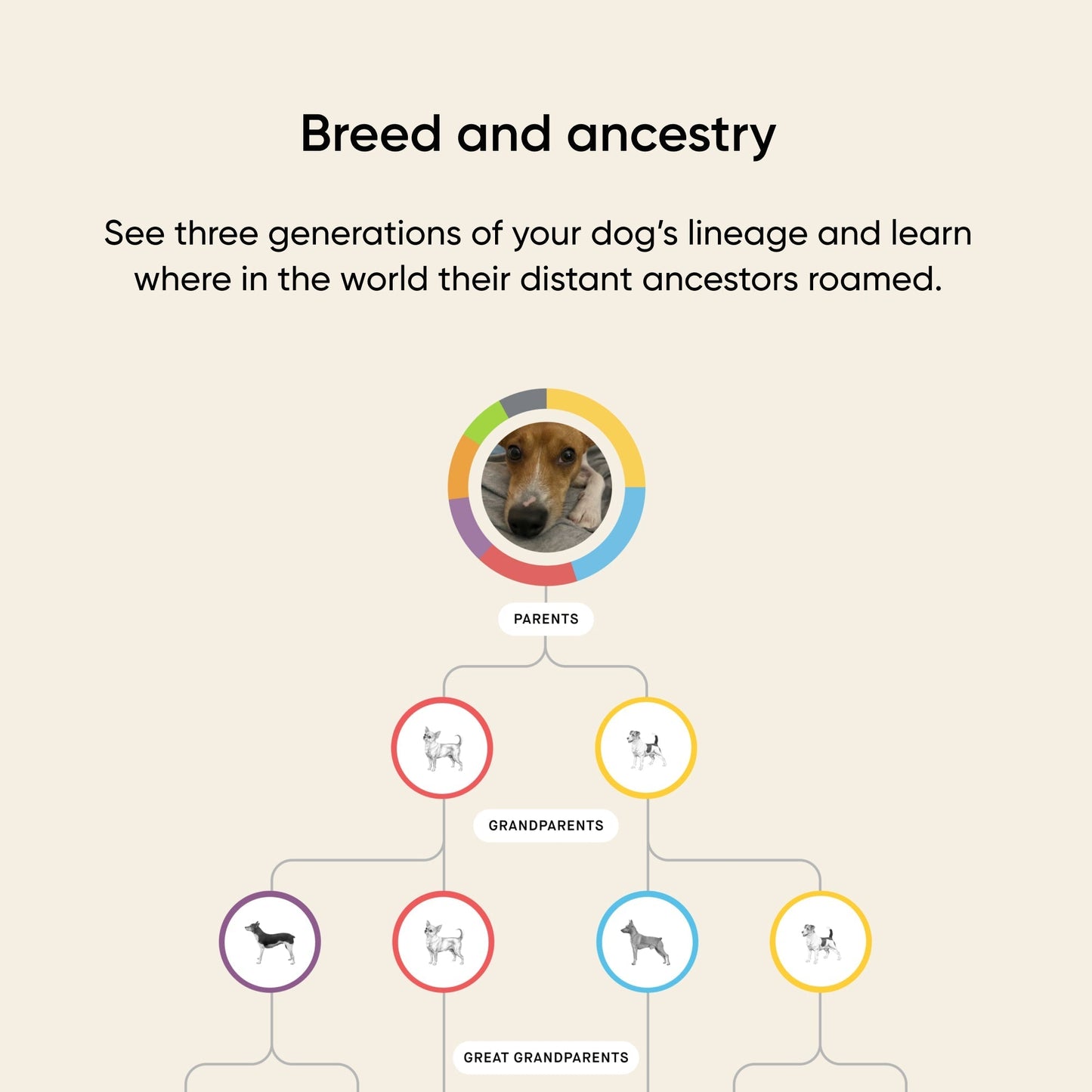 Build your own dog DNA test - EmbarkVet