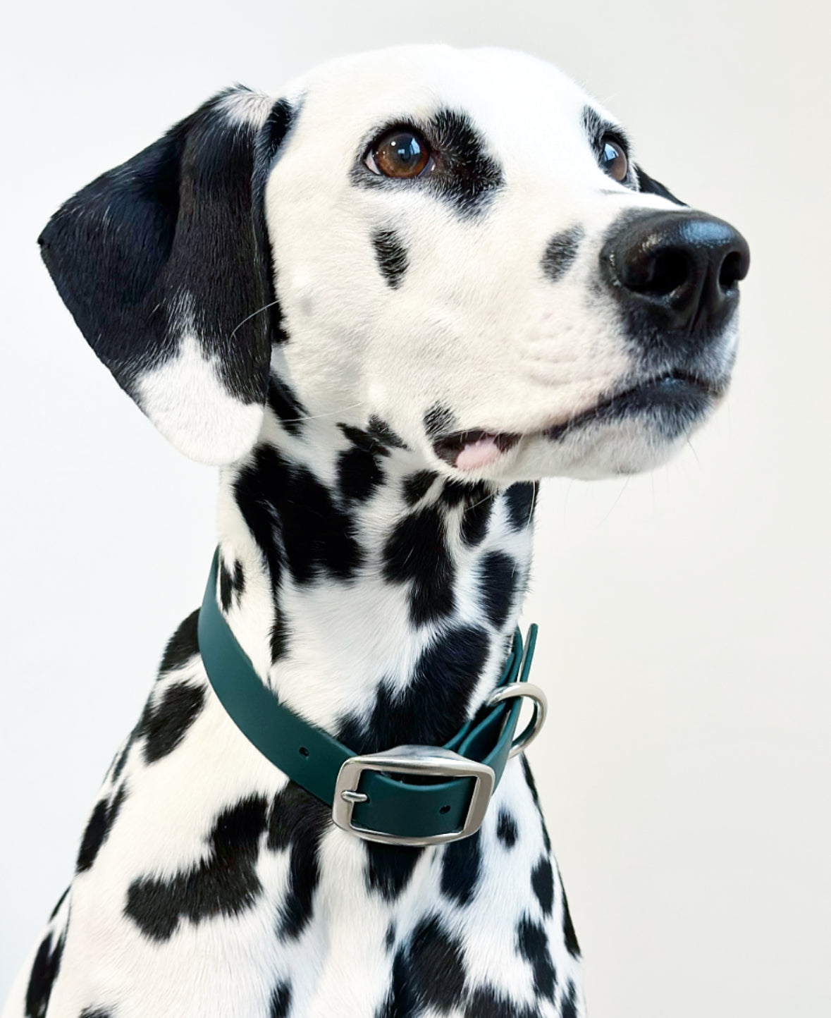 Limited Edition: Walk By Good Boy - Biothane Collar - Forest