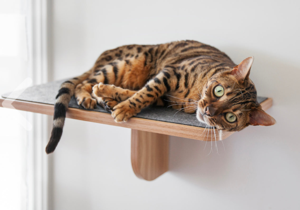 Katt3 Evo Shelf 19.7x11.4x8.3”