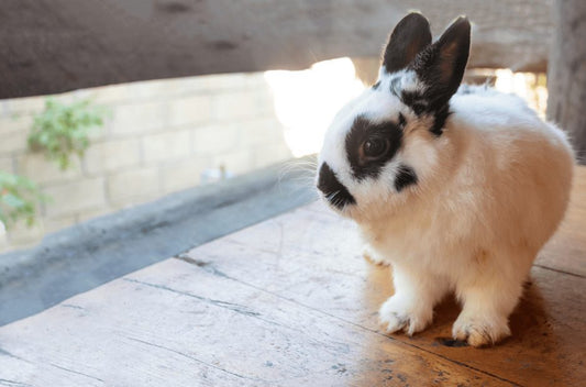 Rabbit Mini Rex