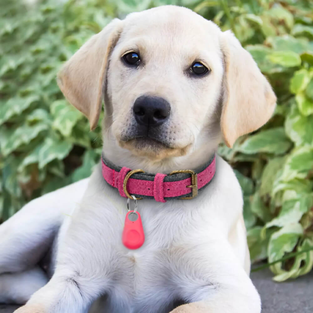 Anti-Lost Pet GPS Tracker. Shop GPS Tracking Devices on Mounteen. Worldwide shipping available.