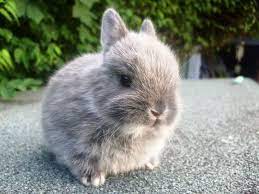 Dwarf Rabbit