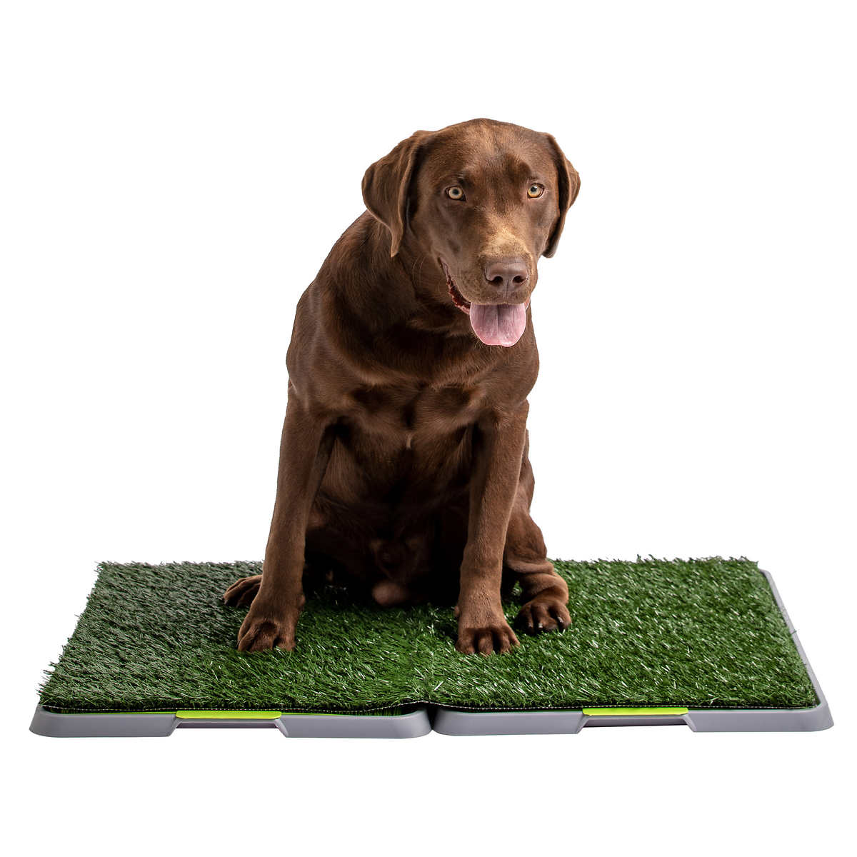 Potty Patch Indoor/Outdoor Training Turf Washroom for Dogs (size Large)