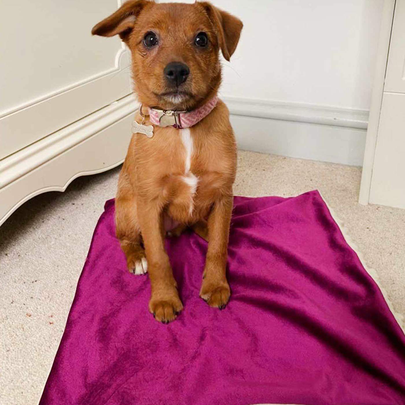 [color:fuchsia velvet]