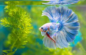 Betta Fish (Male) - Rosetail
